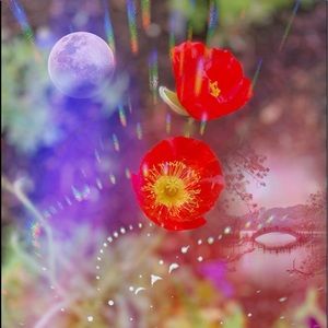 Meet your Posher, Royal